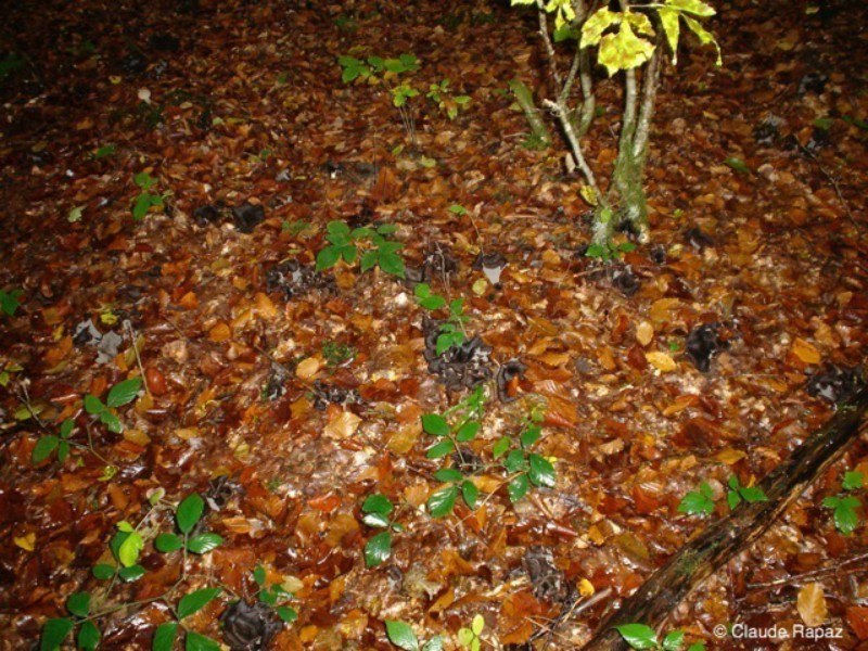 120_Trompette de la mort ou corne d'abondance fin octobre