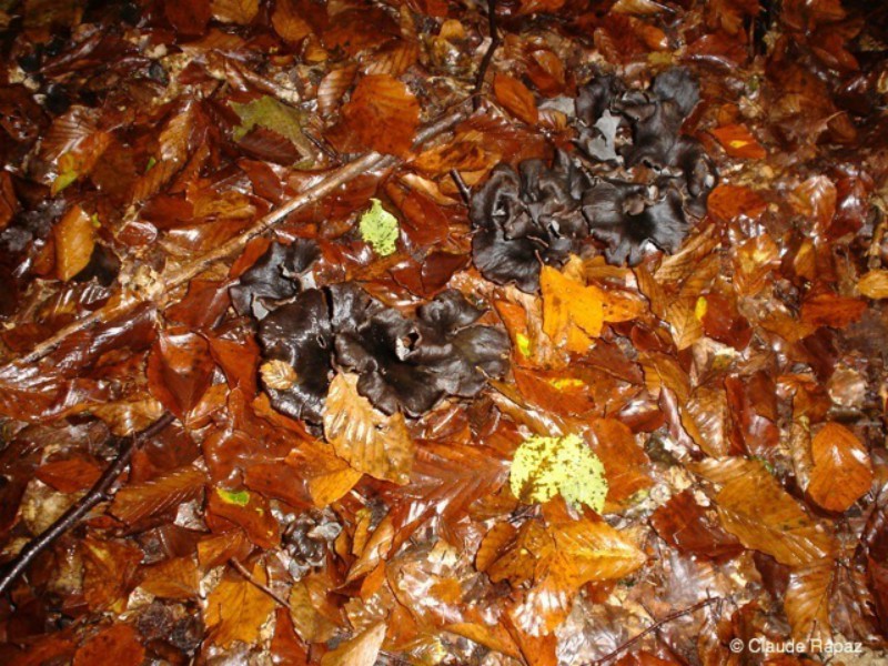 122_Trompette de la mort ou corne d'abondance fin octobre