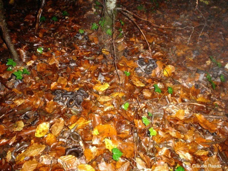 123_Trompette de la mort ou corne d'abondance fin octobre