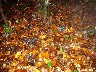123_Trompette de la mort ou corne d'abondance fin octobre