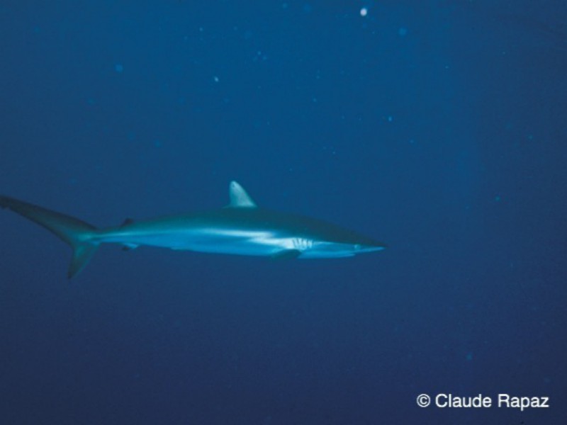 12 Requins Bahamas décembre 1985