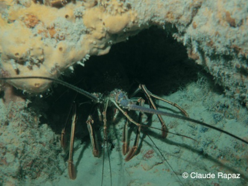 7 Langoustes Bahamas décembre 1985