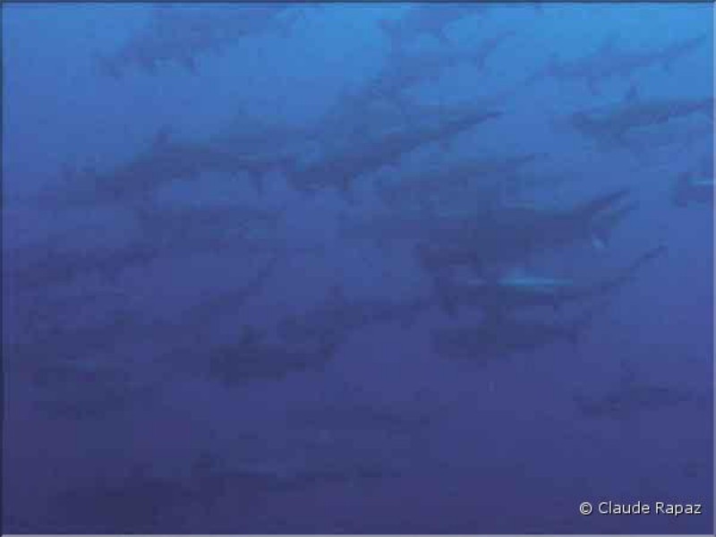 5 Requins Marteau - Océan Indien - Tanzanie janvier 2000