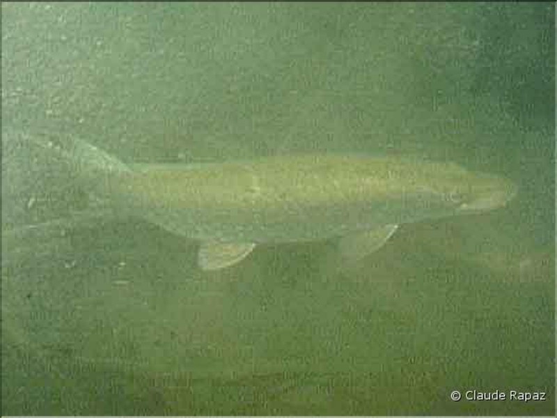 11 Brochet - Lac Léman - sous les quais de Vevey décembre 2001