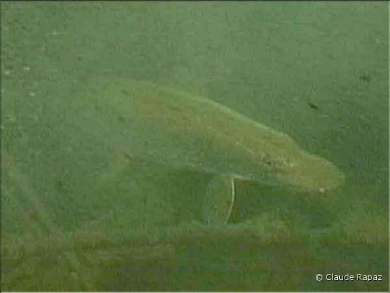 12 Brochet - Lac Léman - sous les quais de Vevey décembre 2001