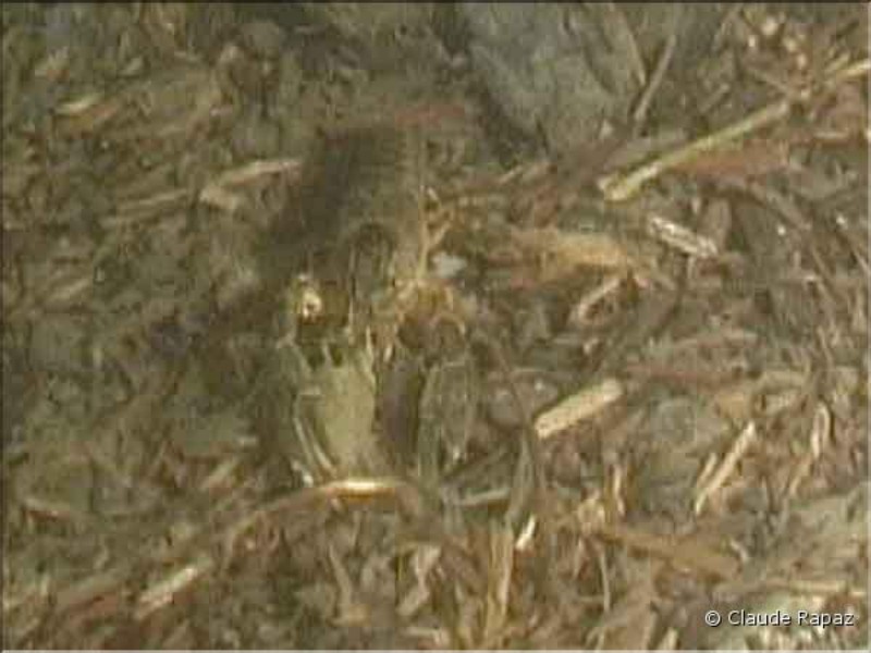 15 Ecrevisses - Lac Léman - sous les quais de Vevey décembre 2001