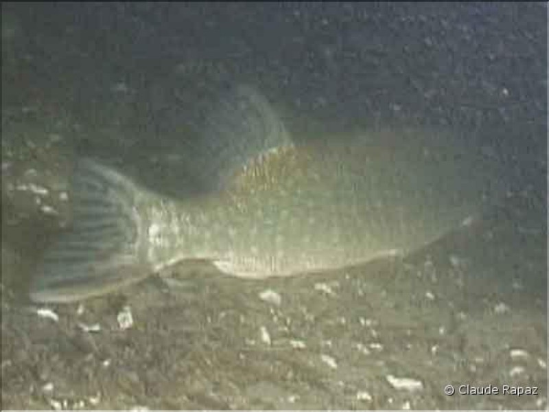 16 Brochet - Lac Léman - sous les quais de Vevey décembre 2001