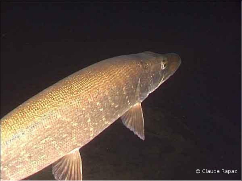 6 Brochet - Lac Léman - sous les quais de Vevey décembre 2001