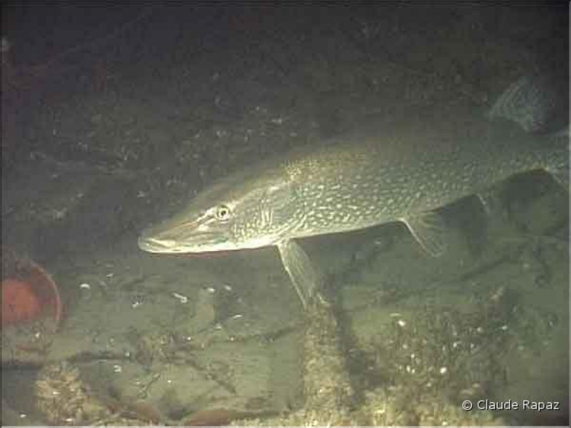 7 Brochet - Lac Léman - sous les quais de Vevey décembre 2001