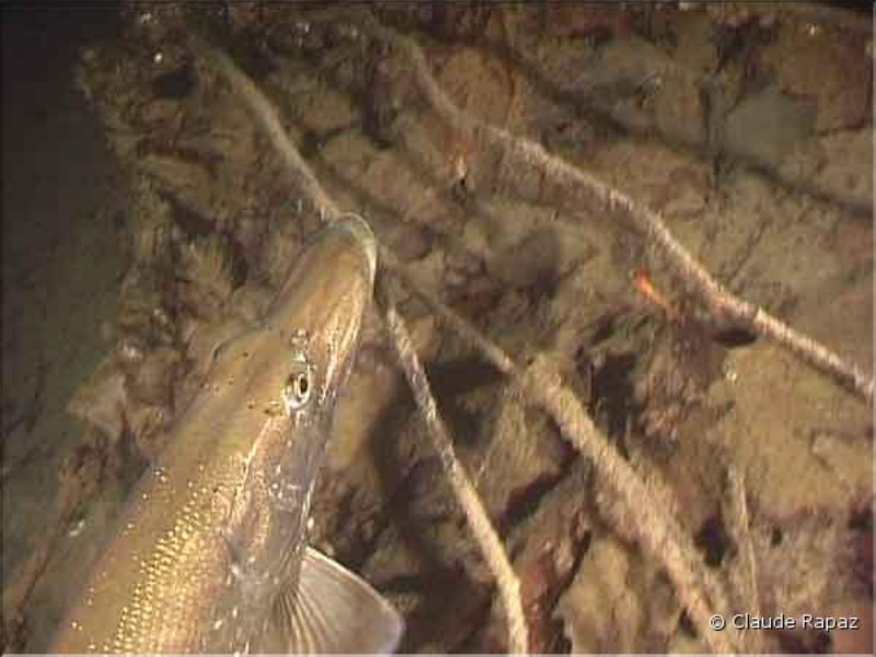 8 Brochet - Lac Léman - sous les quais de Vevey décembre 2001