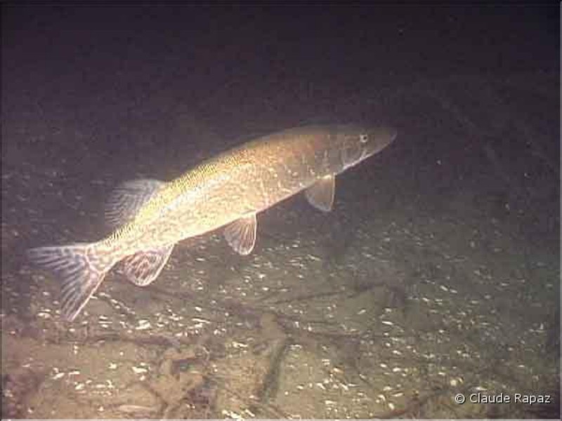 9 Brochet - Lac Léman - sous les quais de Vevey décembre 2001