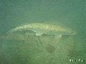 10 Brochet - Lac Léman - sous les quais de Vevey décembre 2001