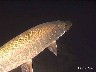 6 Brochet - Lac Léman - sous les quais de Vevey décembre 2001