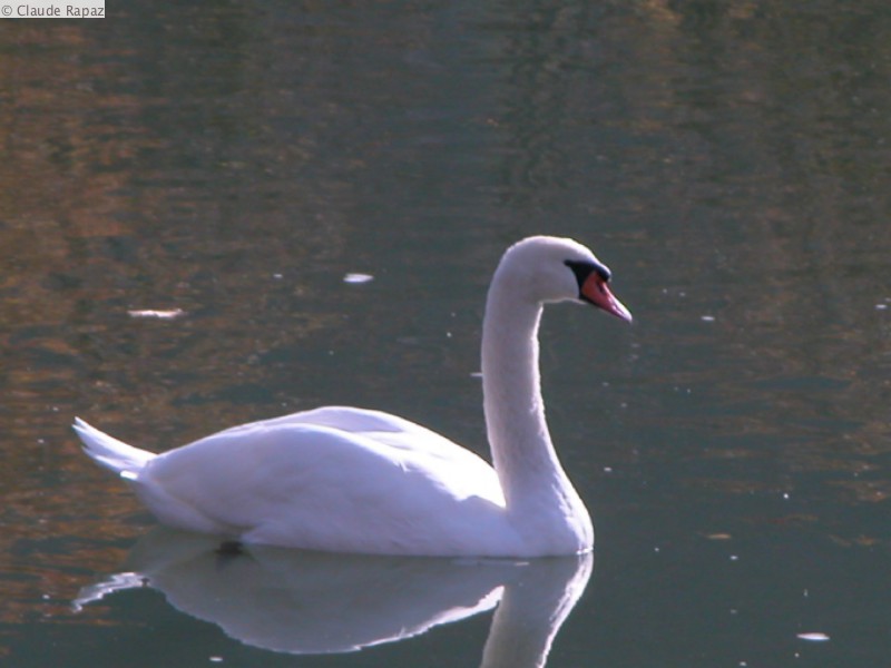 10 Cygne Conflans