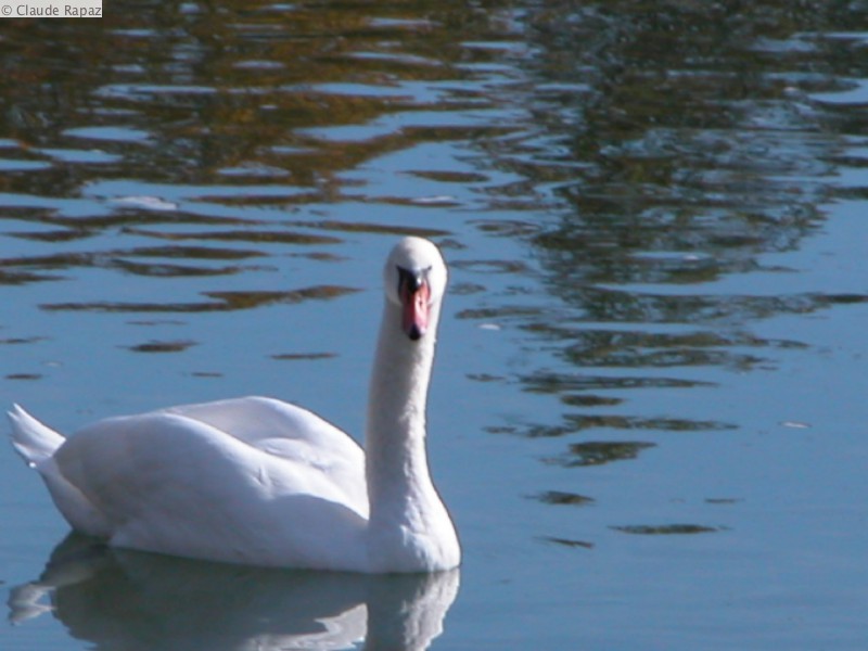 11 Cygne Conflans