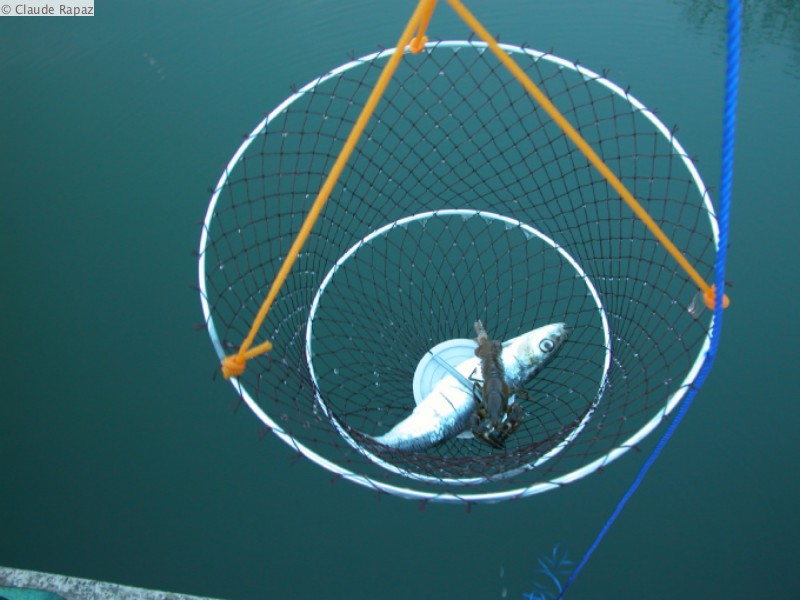 18 Prêt pour la pêche aux écrevisses