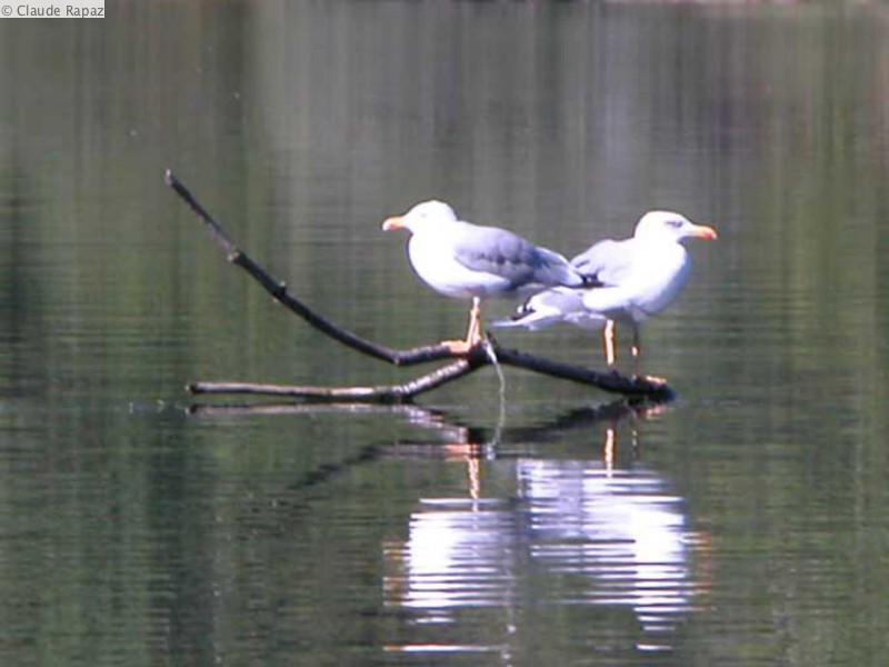 3 Oiseaux Coiselet