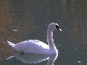 10 Cygne Conflans