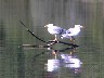 3 Oiseaux Coiselet