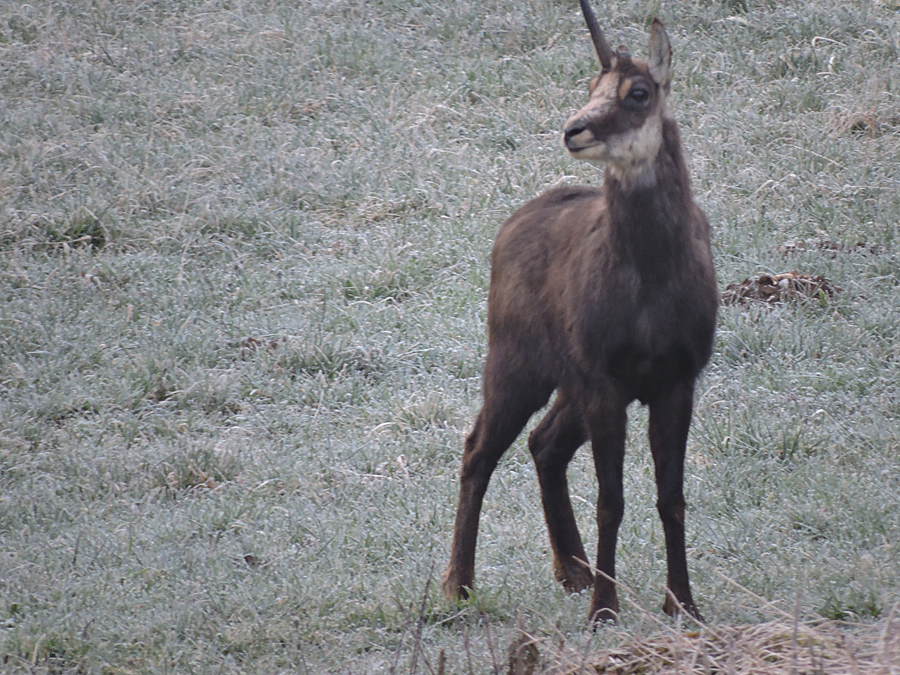 Chamois dans la nature